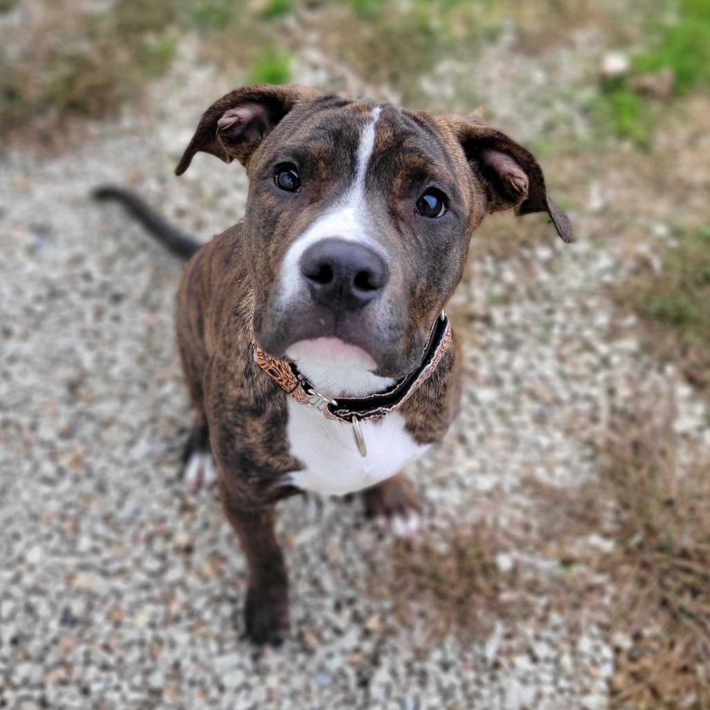 Enlarge Rune, a Adoptable Mixed Breed in Dover, NH image 2/6