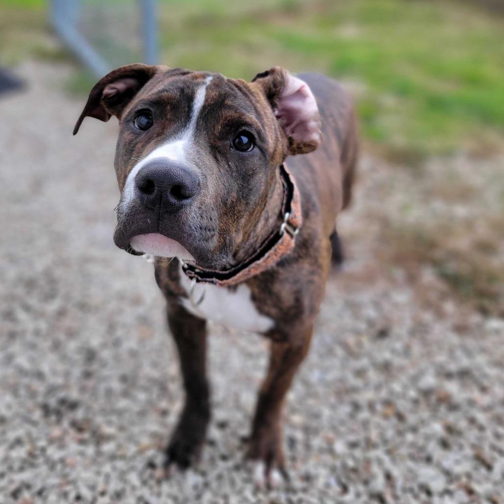 Enlarge Rune, a Adoptable Mixed Breed in Dover, NH image 3/6