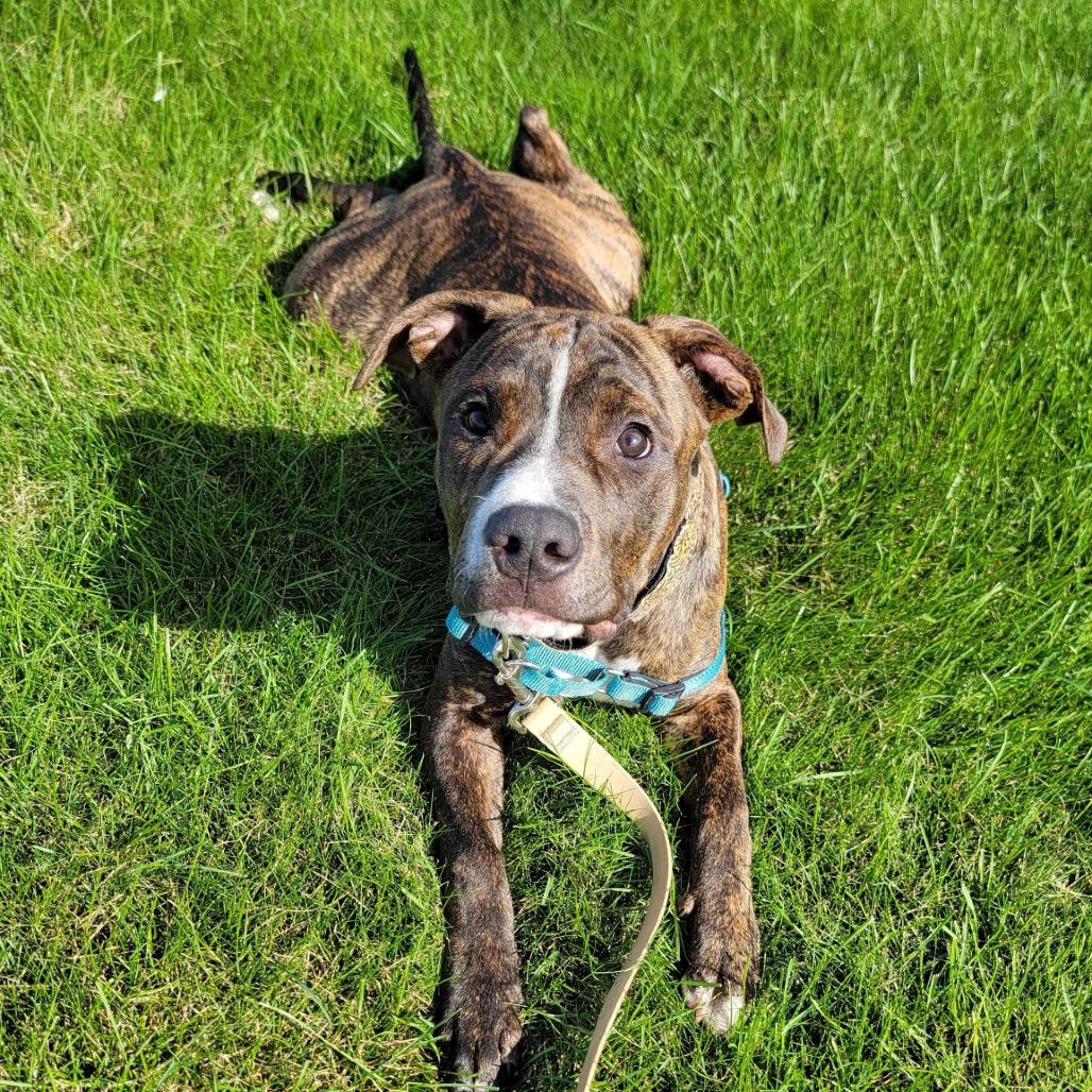 Enlarge Rune, a Adoptable Mixed Breed in Dover, NH image 4/6