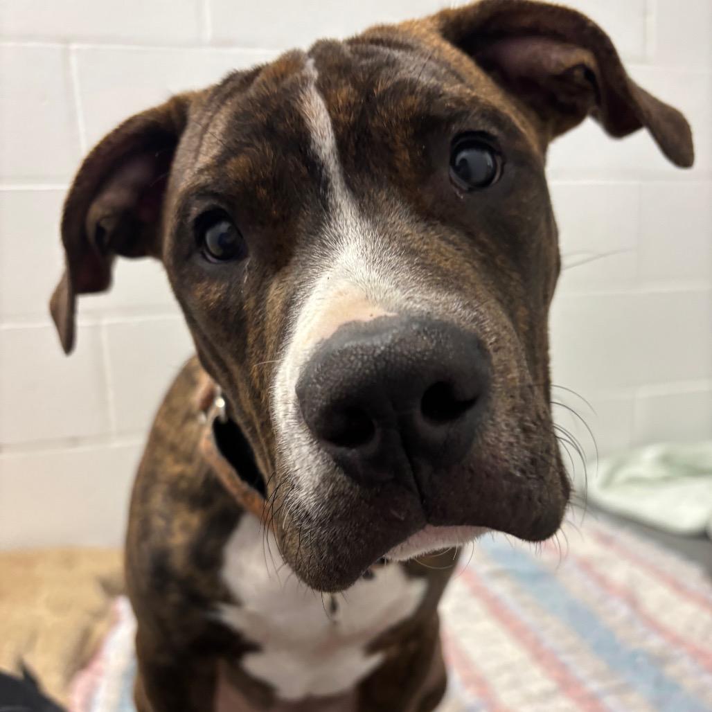 Enlarge Rune, a Adoptable Mixed Breed in Dover, NH image 5/6