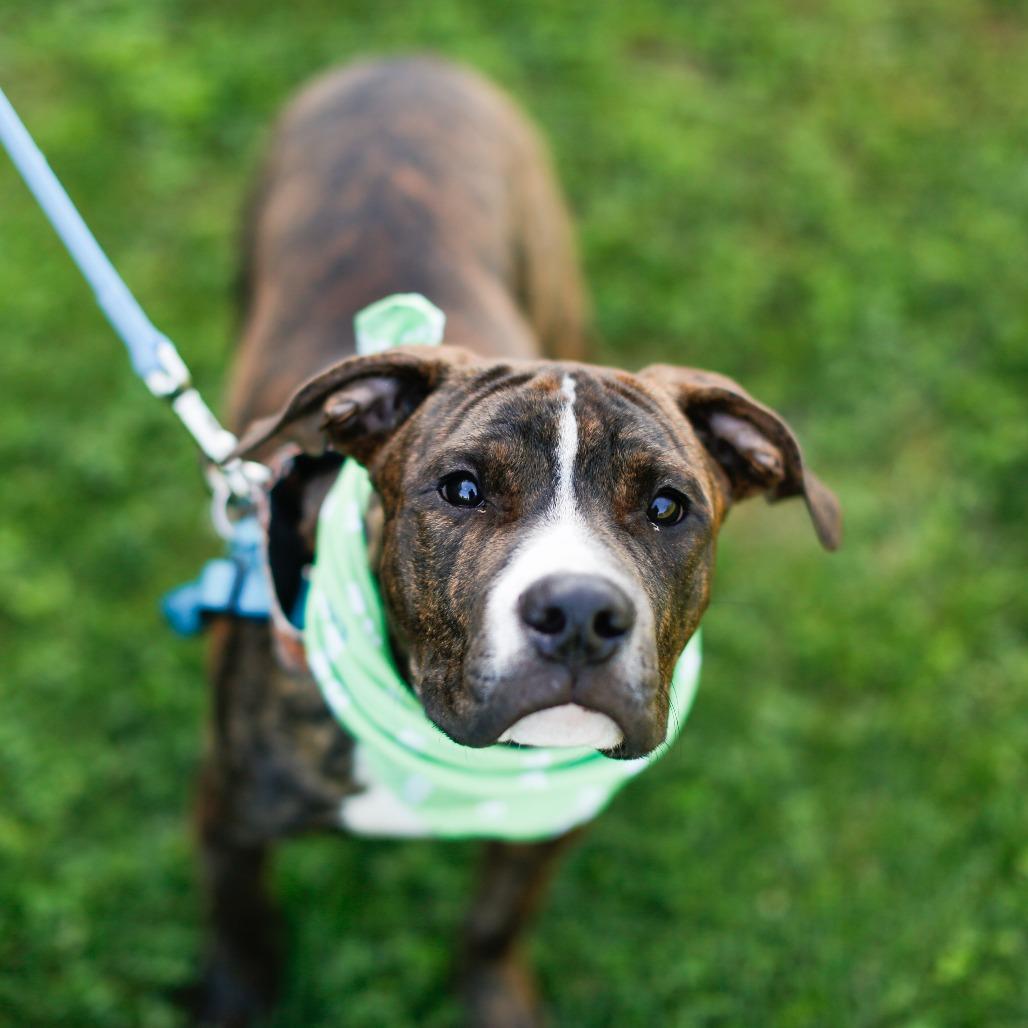 Enlarge Rune, a Adoptable Mixed Breed in Dover, NH image 6/6