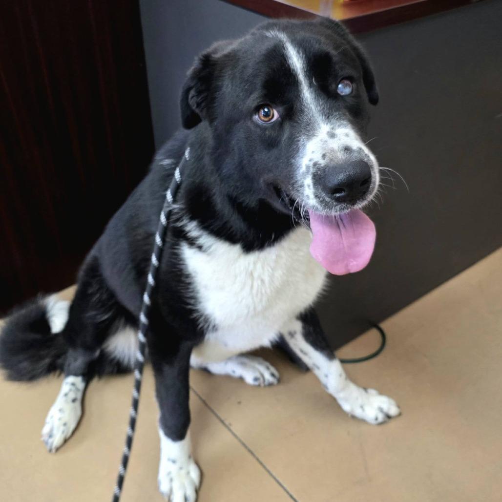 Blemish, Adoptable, Adult Female Mixed Breed.