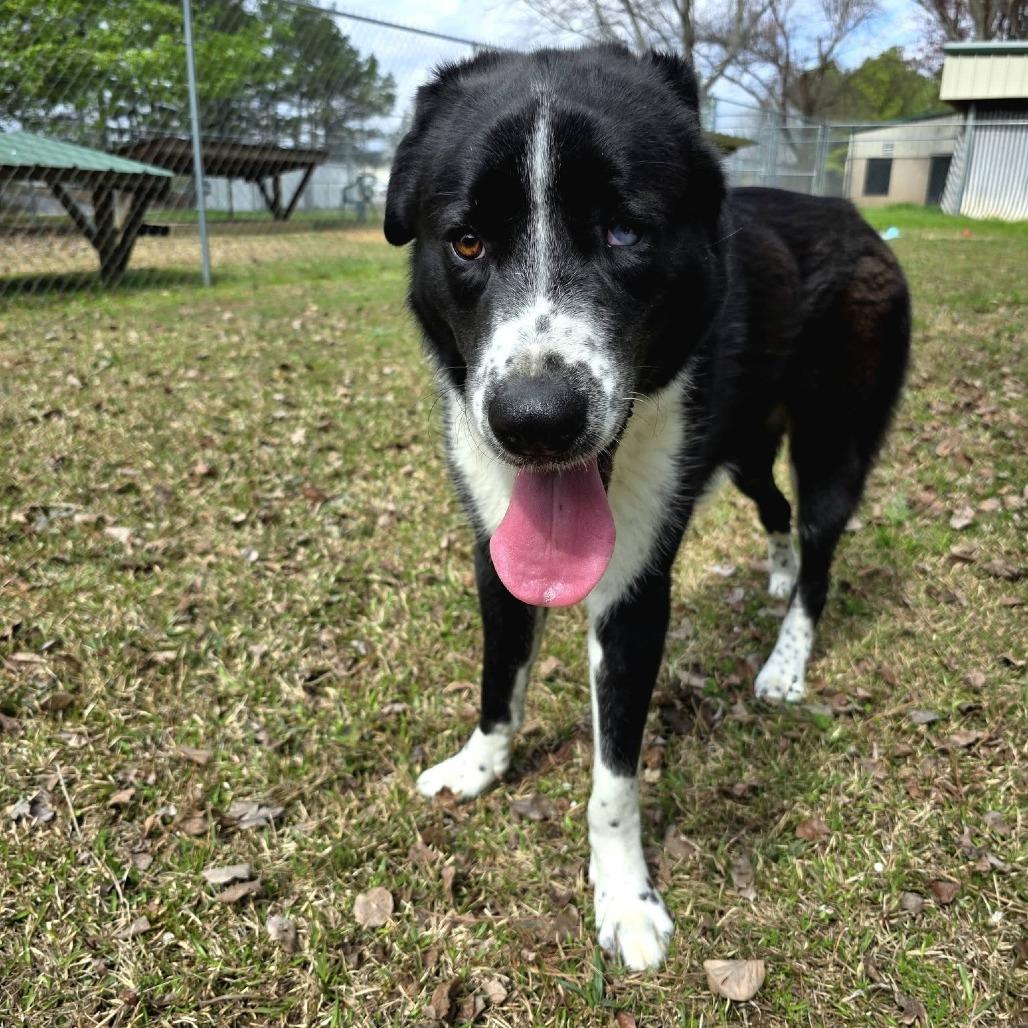 Enlarge Blemish, a Adoptable Mixed Breed in Gadsden, AL image 2/6