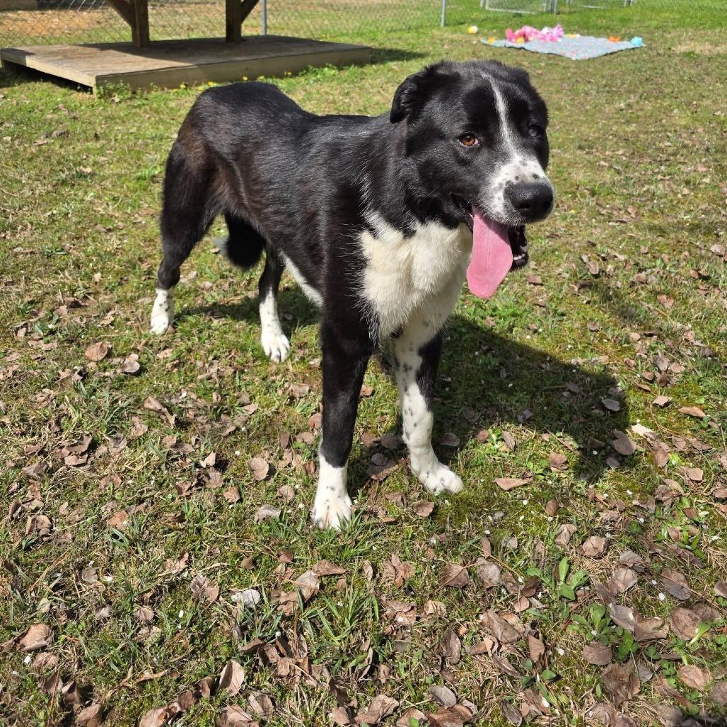 Enlarge Blemish, a Adoptable Mixed Breed in Gadsden, AL image 3/6