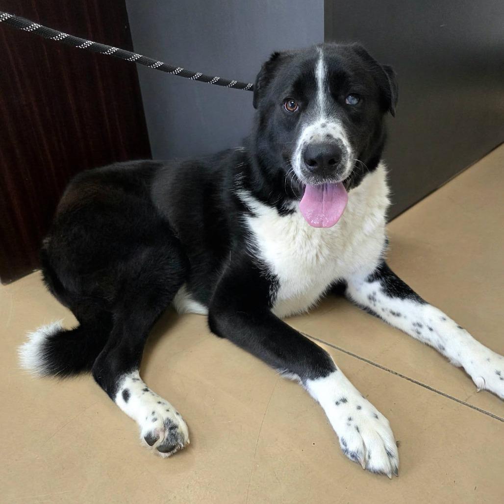 Enlarge Blemish, a Adoptable Mixed Breed in Gadsden, AL image 4/6