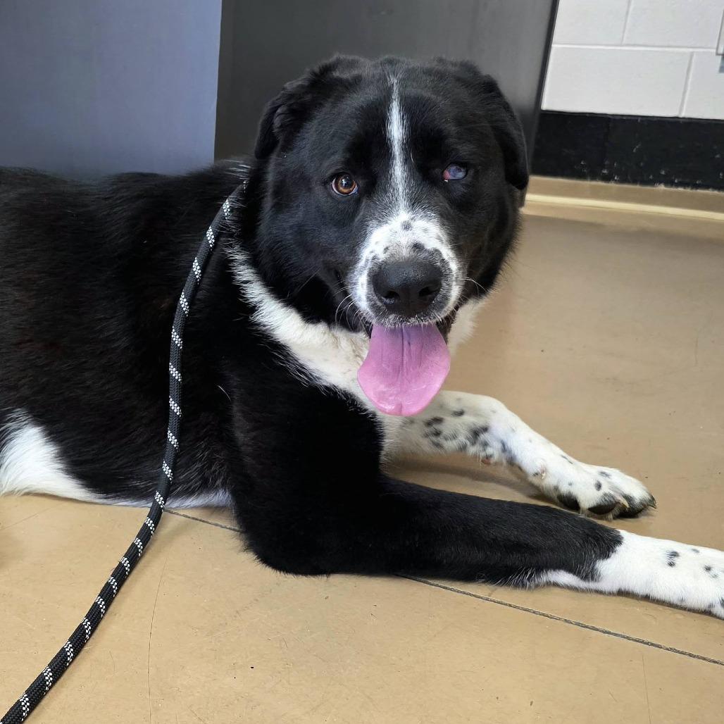 Enlarge Blemish, a Adoptable Mixed Breed in Gadsden, AL image 5/6