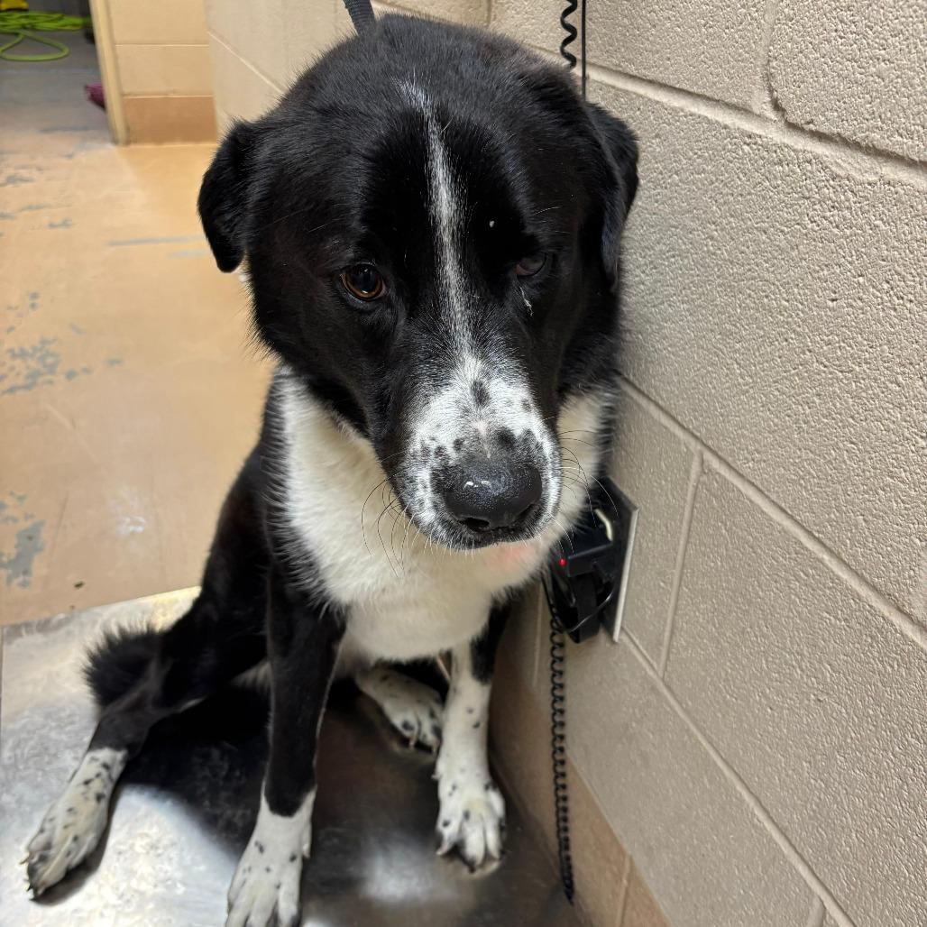 Enlarge Blemish, a Adoptable Mixed Breed in Gadsden, AL image 6/6