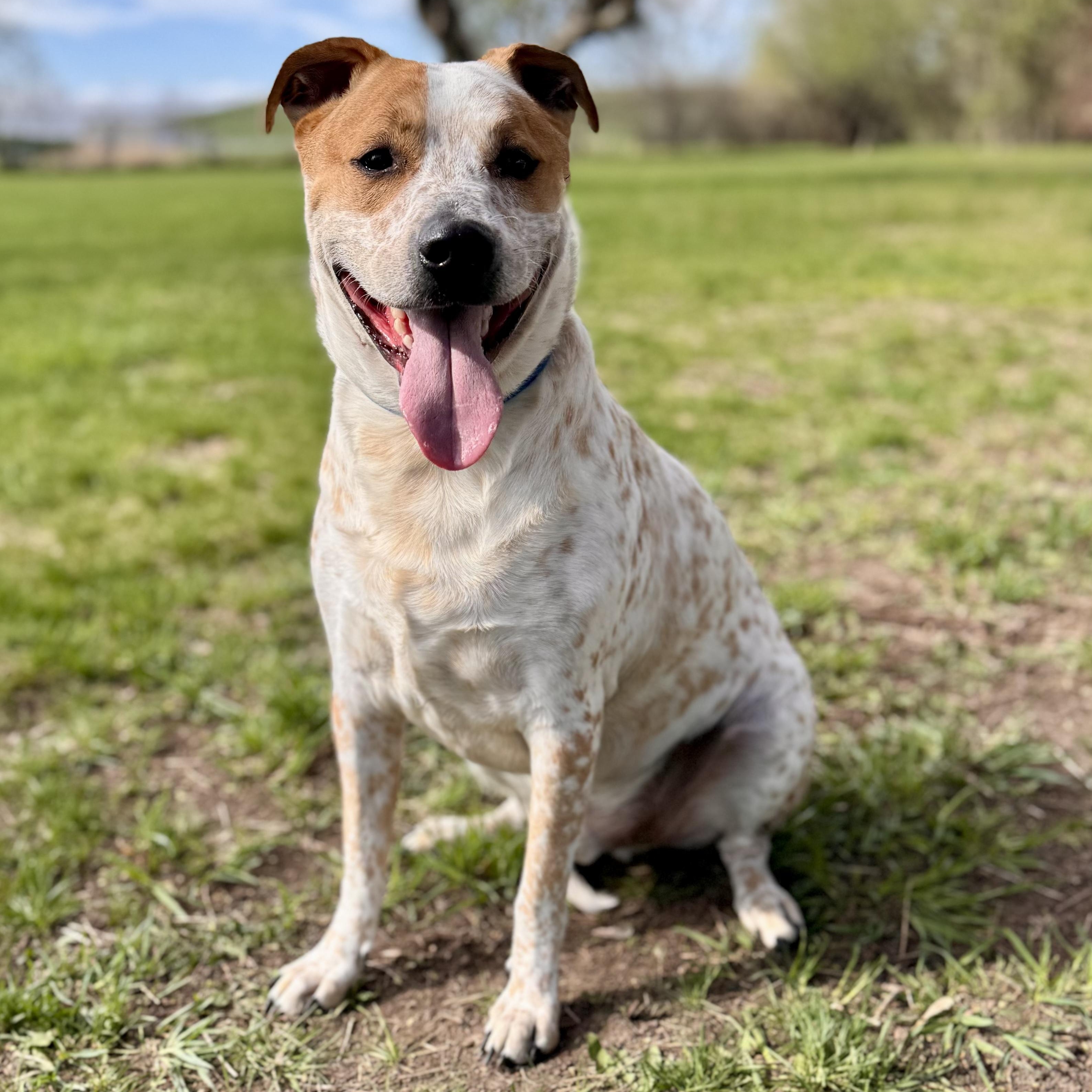 Rocky in foster - No Fee, Adult Male Australian Cattle Dog / Blue Heeler