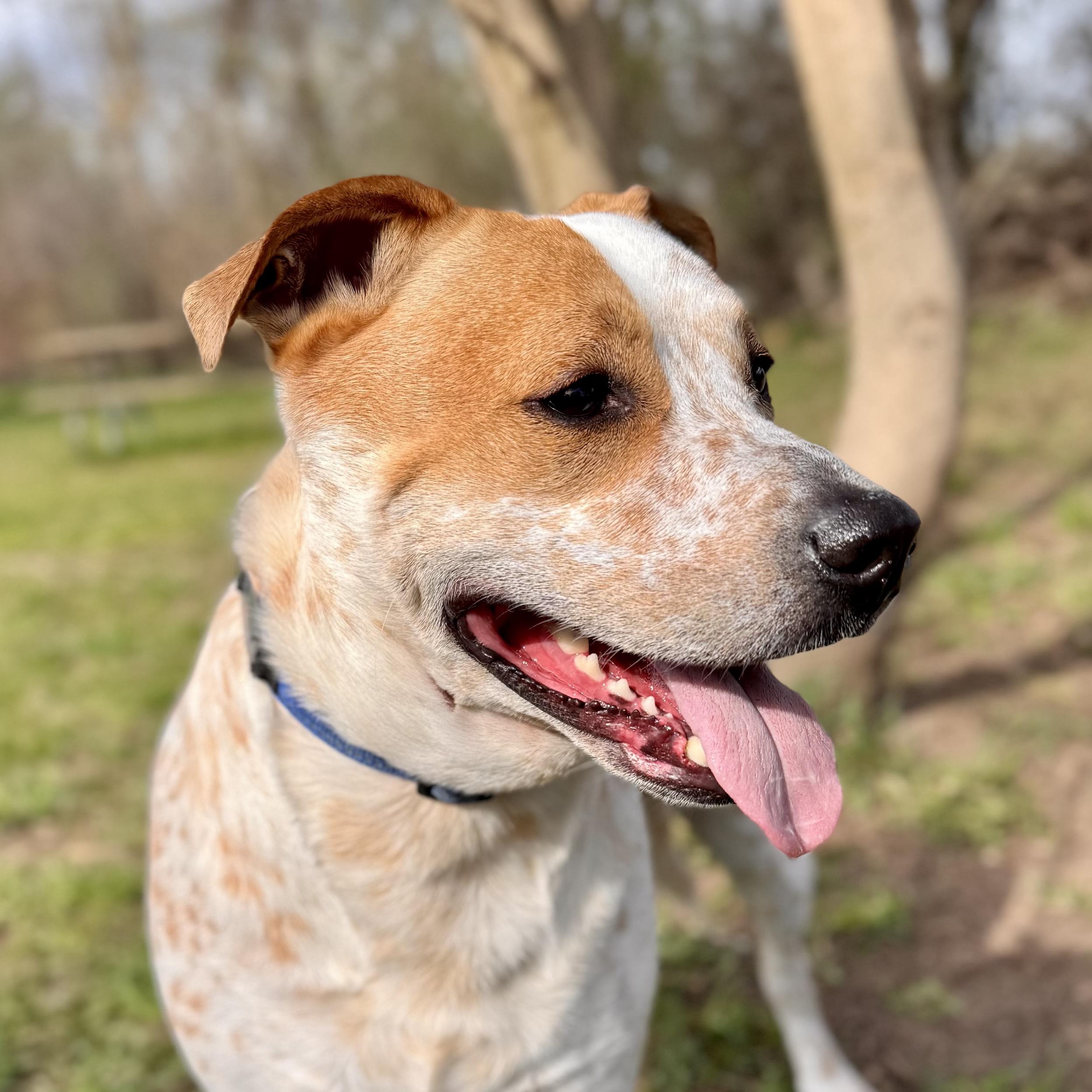 Rocky in foster - No Fee photo 2