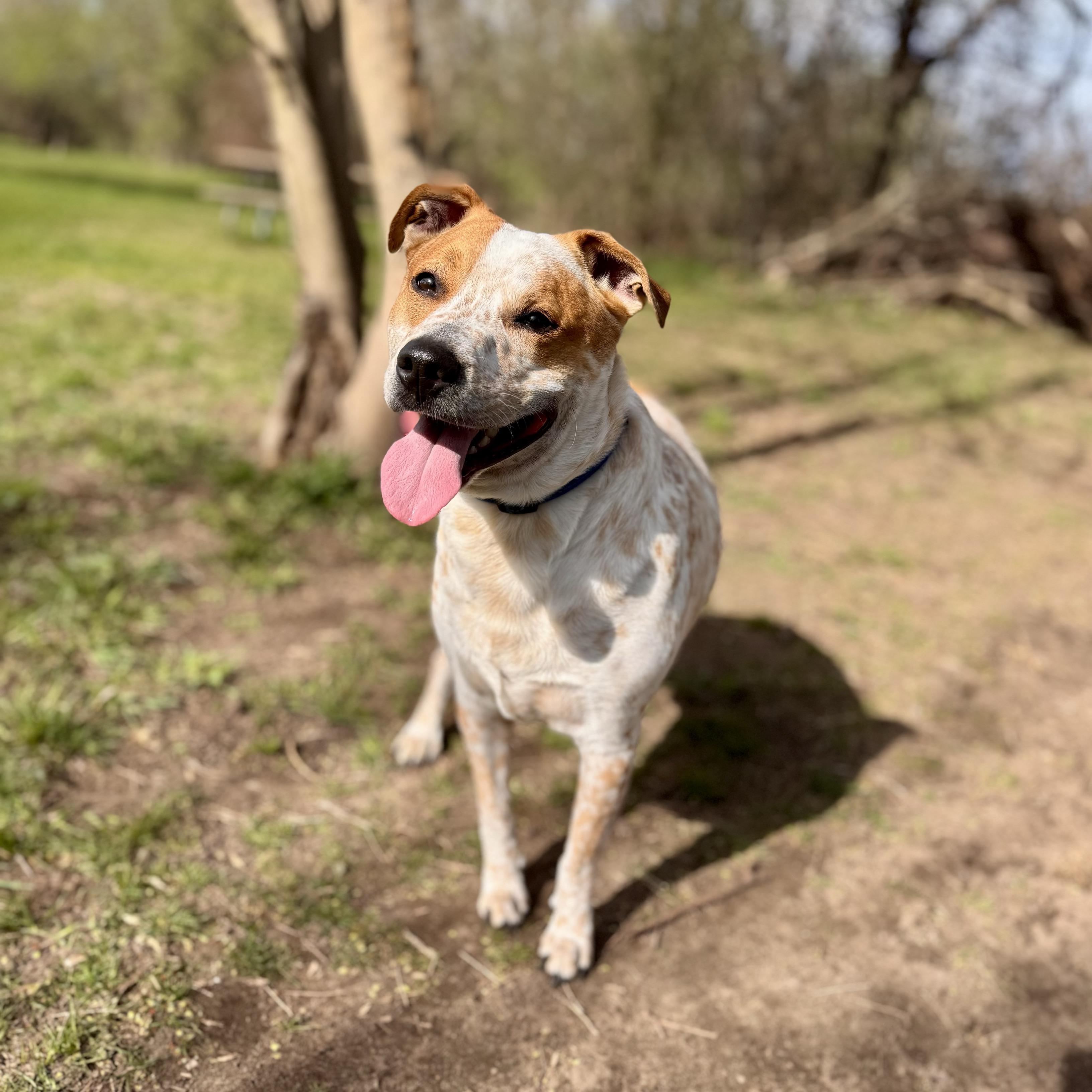 Rocky in foster - No Fee photo 3