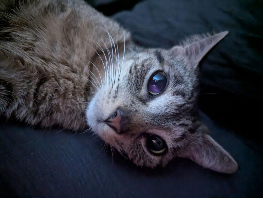 Enlarge Rosie *TRIPOD*, a Adoptable Domestic Short Hair in New York, NY image 1/6