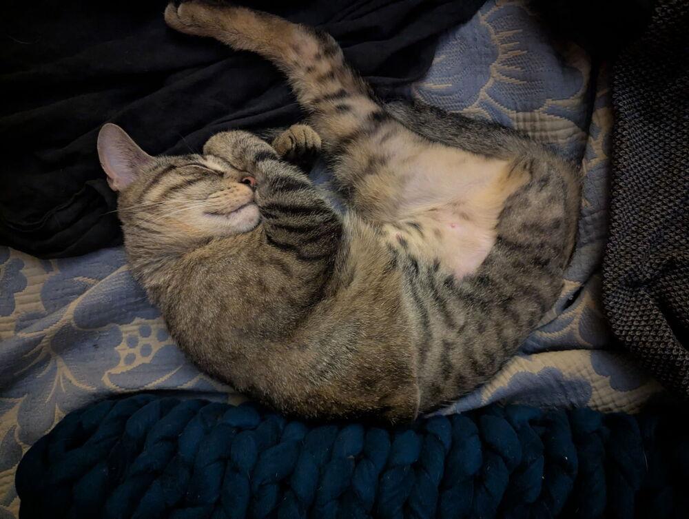 Enlarge Rosie *TRIPOD*, a Adoptable Domestic Short Hair in New York, NY image 2/6