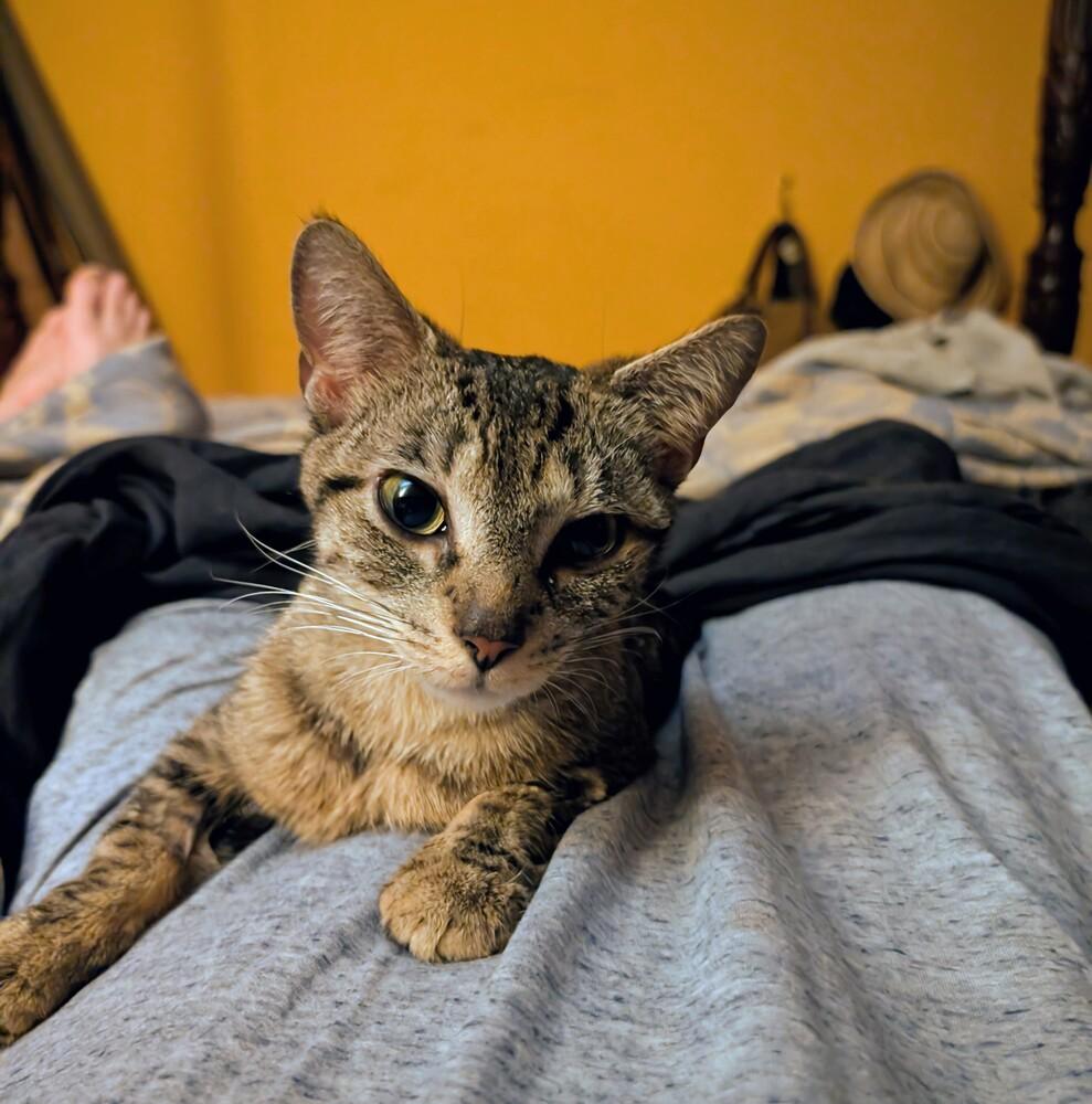Enlarge Rosie *TRIPOD*, a Adoptable Domestic Short Hair in New York, NY image 3/6