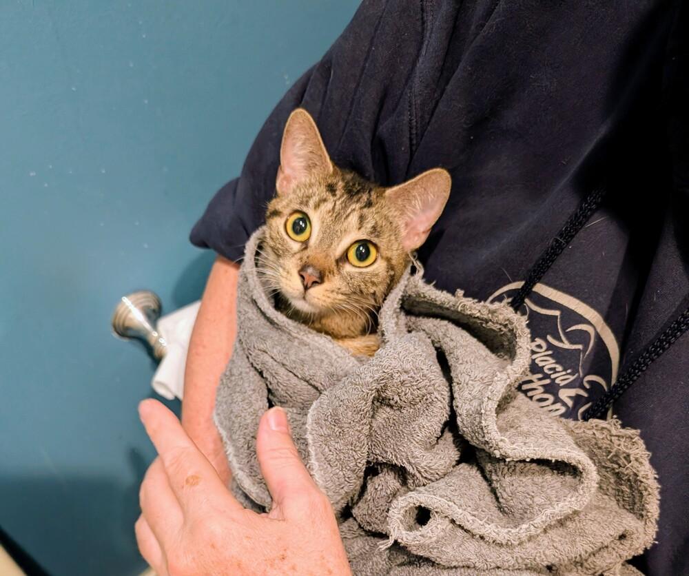 Enlarge Rosie *TRIPOD*, a Adoptable Domestic Short Hair in New York, NY image 4/6