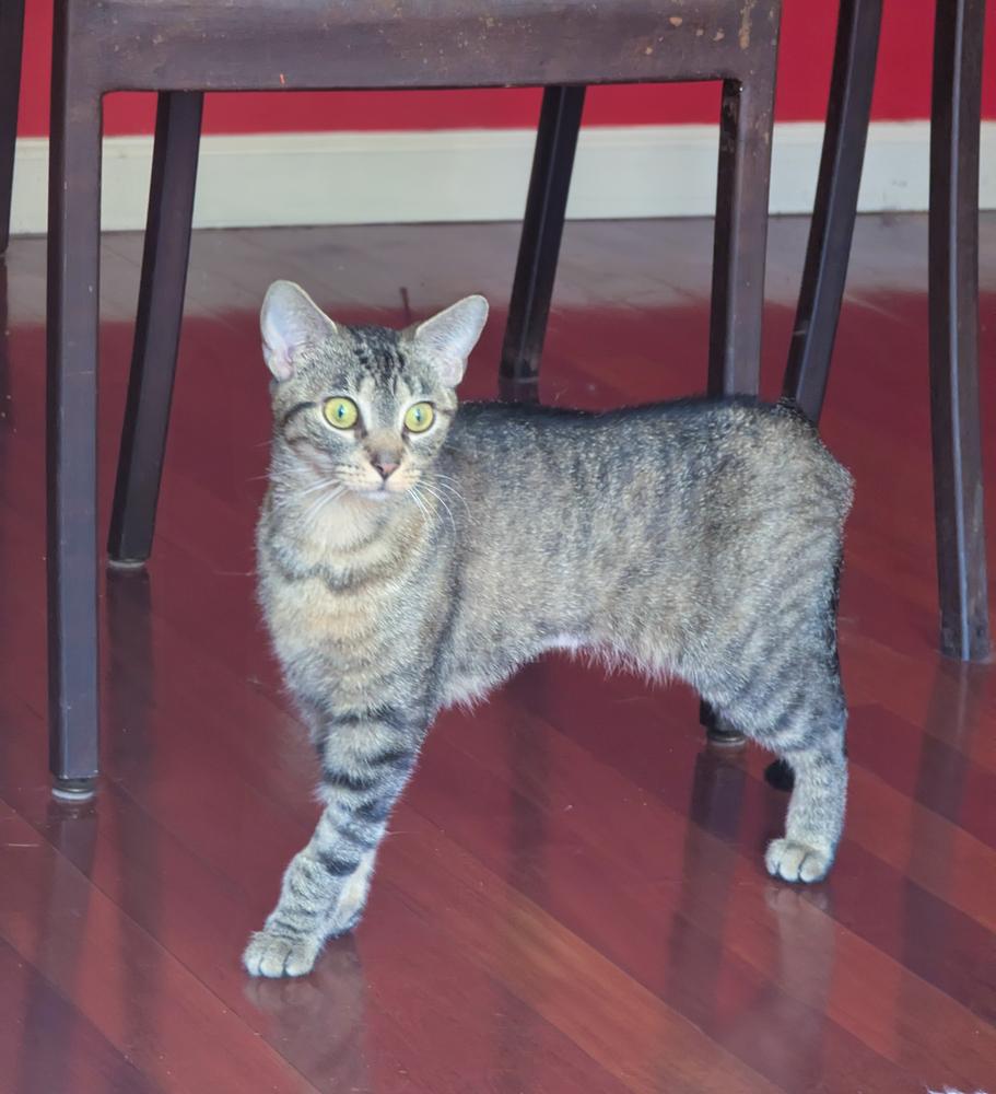 Enlarge Rosie *TRIPOD*, a Adoptable Domestic Short Hair in New York, NY image 5/6