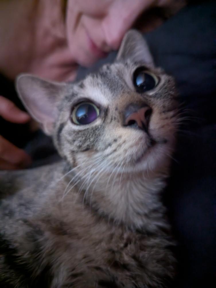 Enlarge Rosie *TRIPOD*, a Adoptable Domestic Short Hair in New York, NY image 6/6