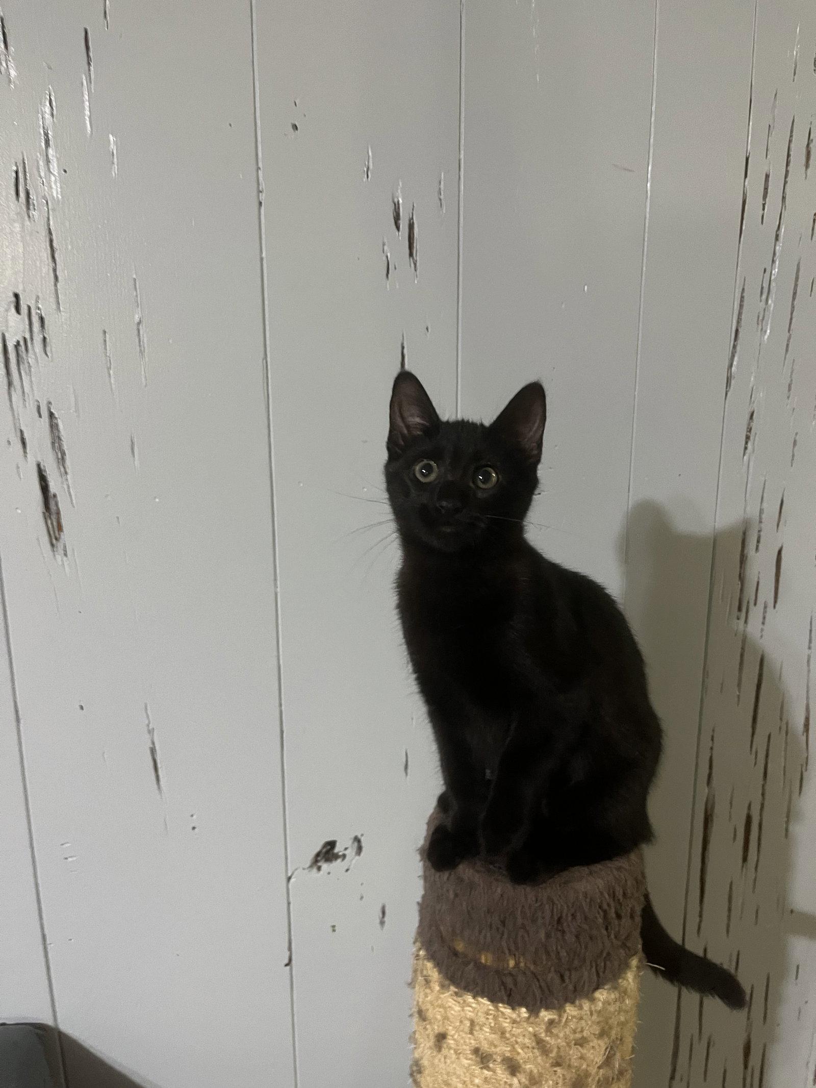 October, Adoptable, Young Female Domestic Short Hair.