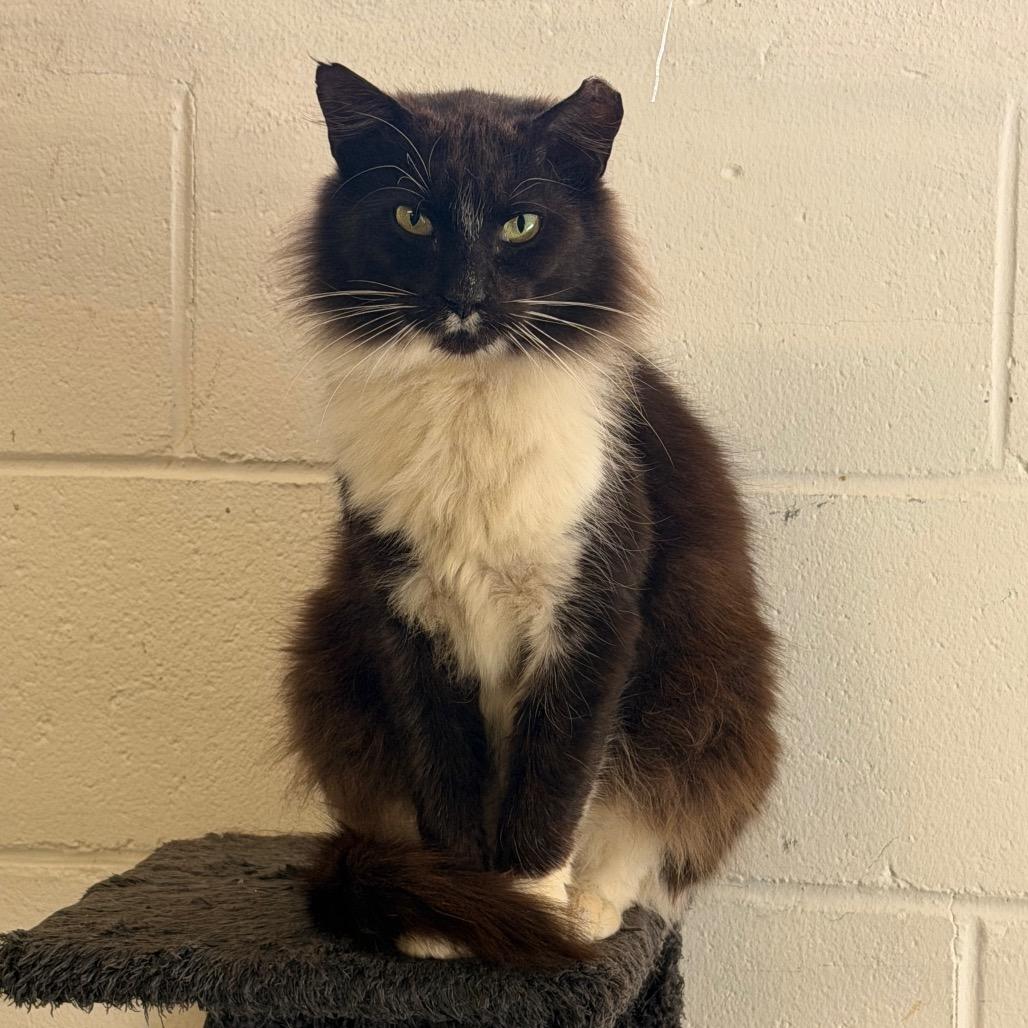 Oakley, Adoptable, Adult Male Domestic Medium Hair.