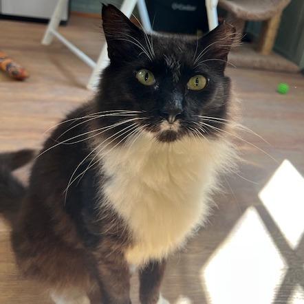 Oakley, a Adoptable Domestic Medium Hair in Lake Panasoffkee, FL image 4/4