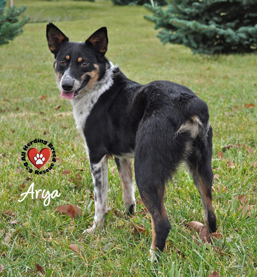 Arya, Adoptable, Young Female Australian Cattle Dog / Blue Heeler & Australian Shepherd.