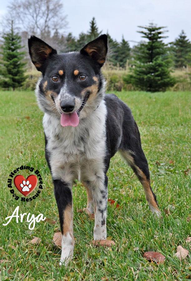 Arya, a Adoptable mixed breed in Joliet, IL image 2/4