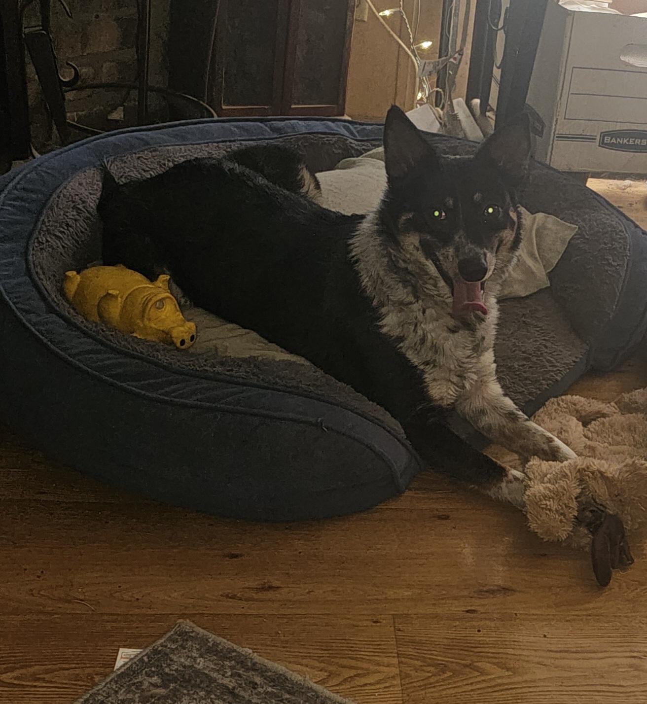 Enlarge Arya, an adoption pending mixed breed in Joliet, IL image 2/6