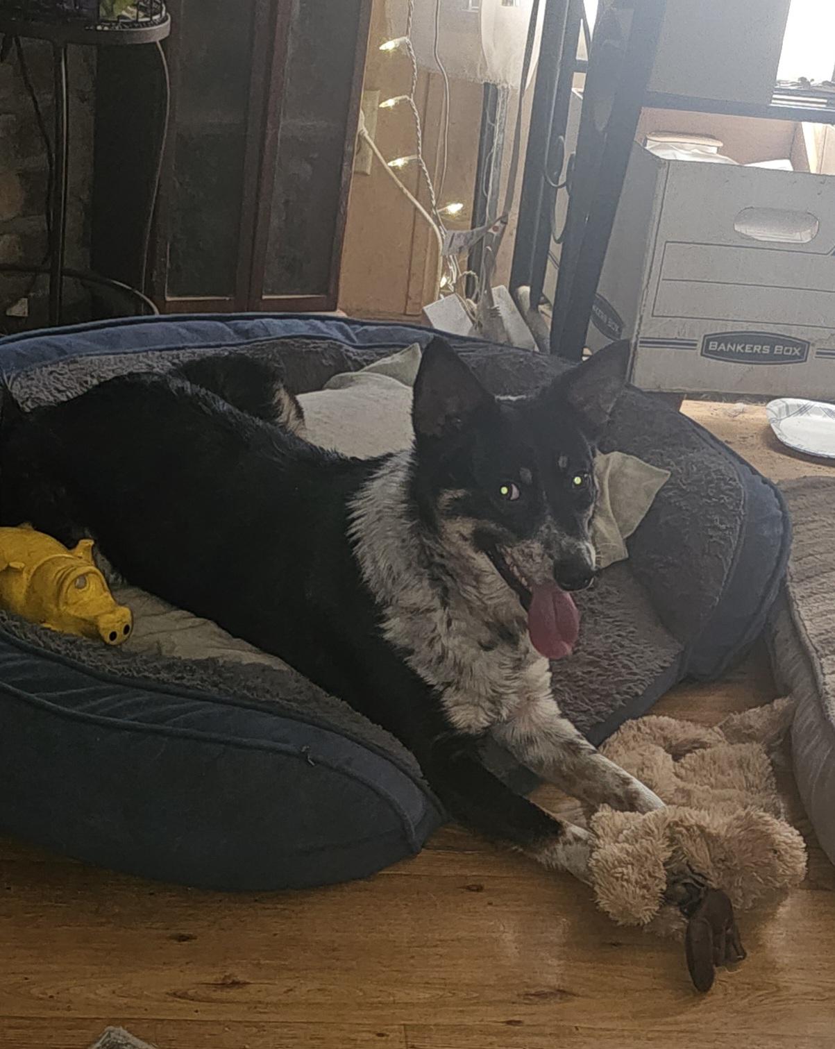 Enlarge Arya, an adoption pending mixed breed in Joliet, IL image 4/6