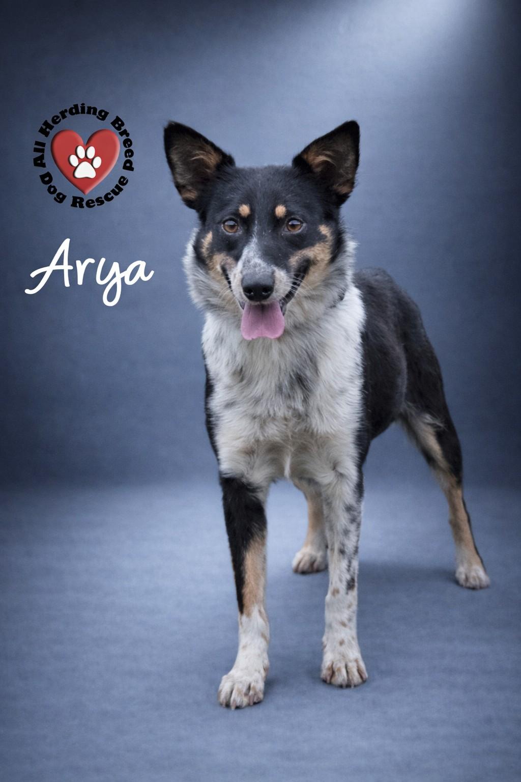 Arya, adoptable, Young Female Australian Cattle Dog / Blue Heeler & Australian Shepherd.
