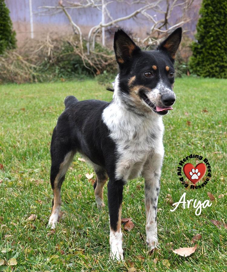 Arya, a Adoptable mixed breed in Joliet, IL image 3/4