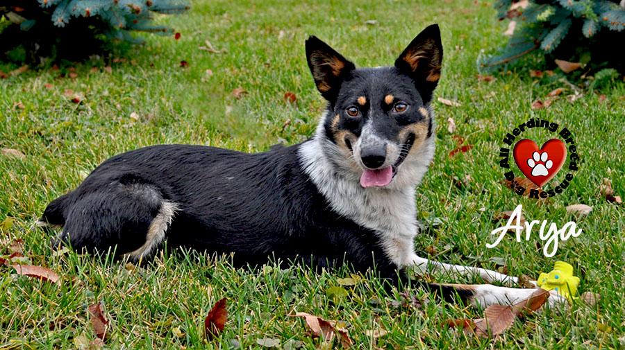 Arya, a Adoptable mixed breed in Joliet, IL image 4/4
