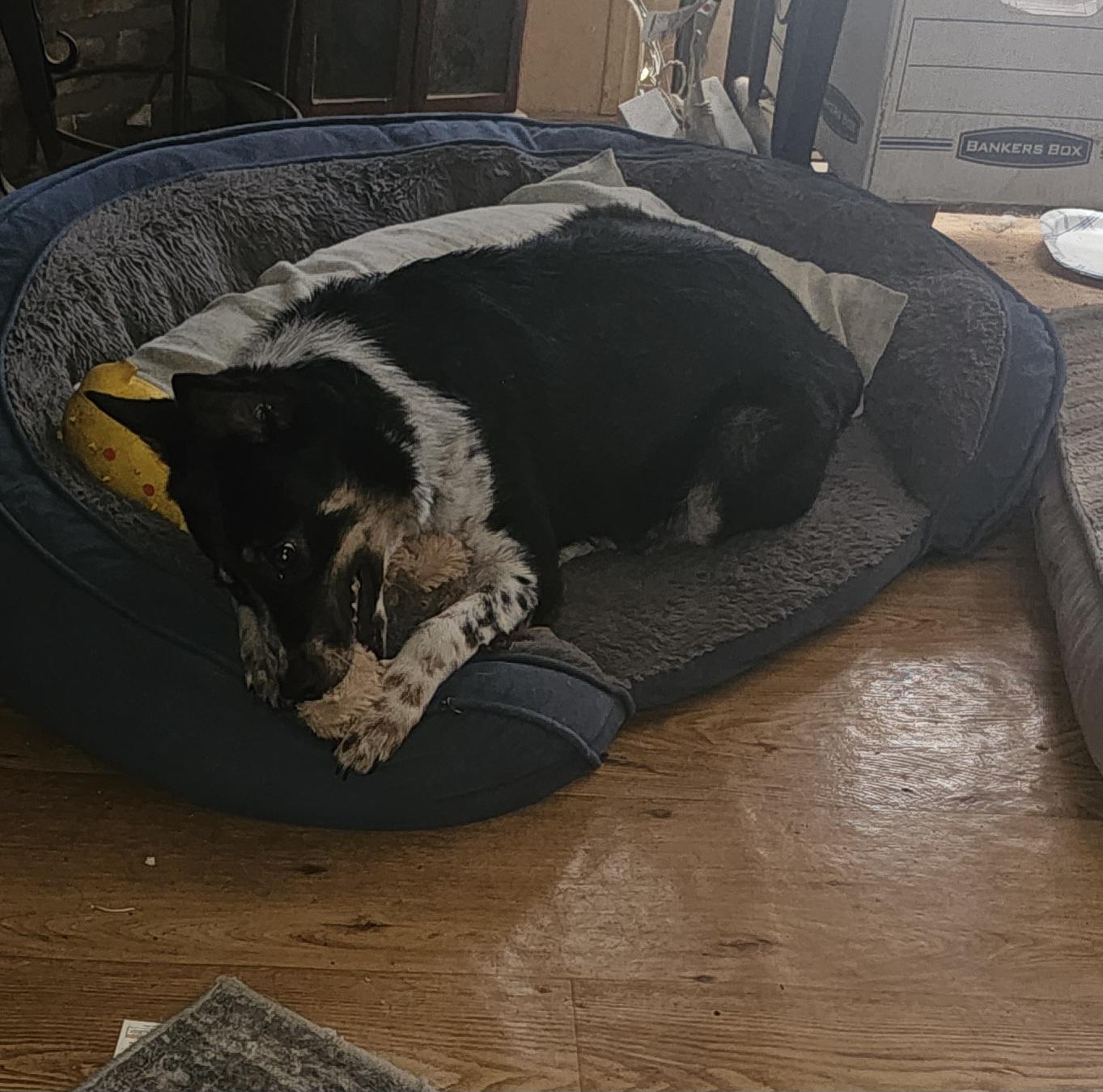 Enlarge Arya, an adoption pending mixed breed in Joliet, IL image 3/6