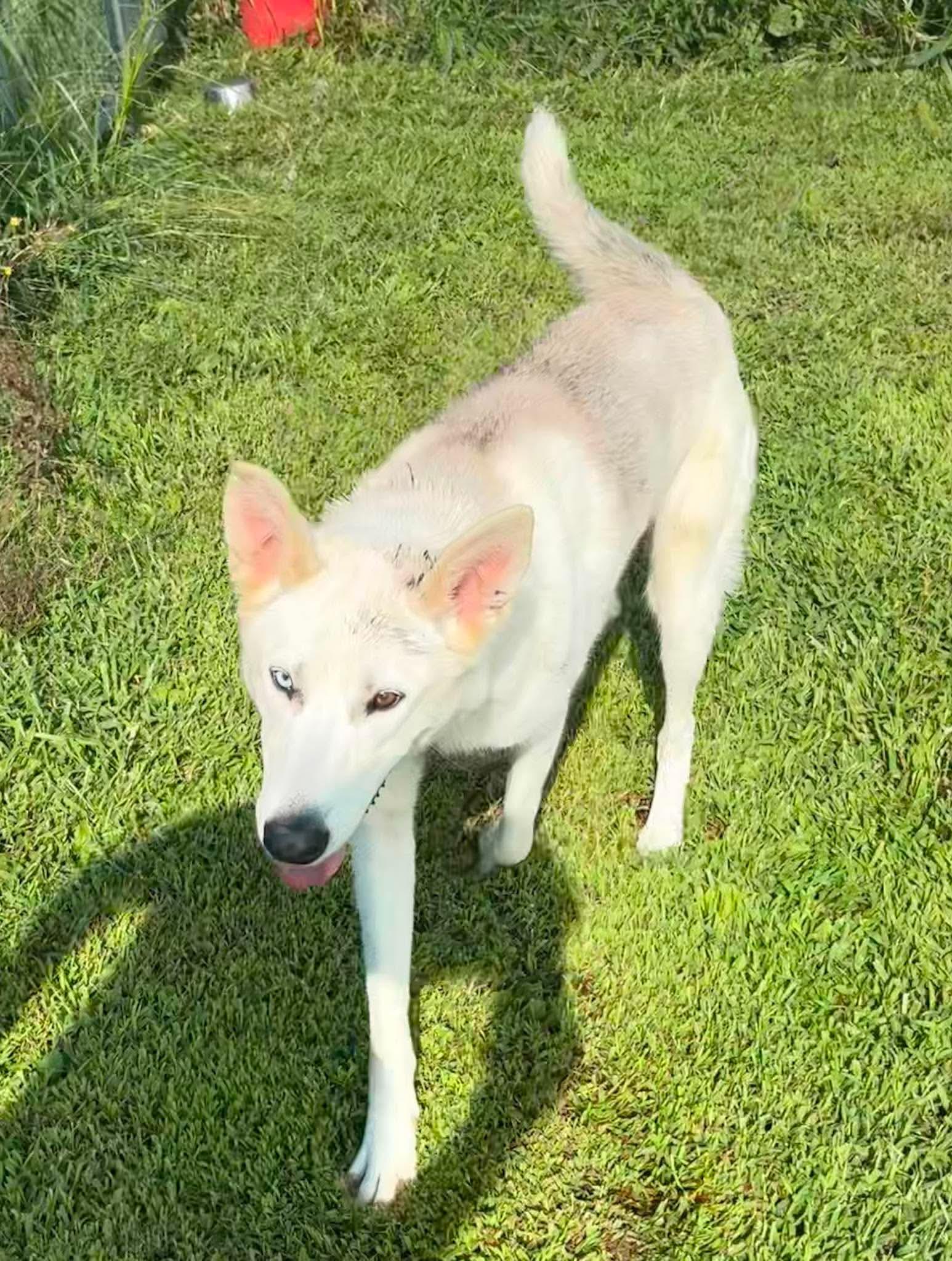 Enlarge Angel, a Adoptable mixed breed in Petersburg, IL image 4/6