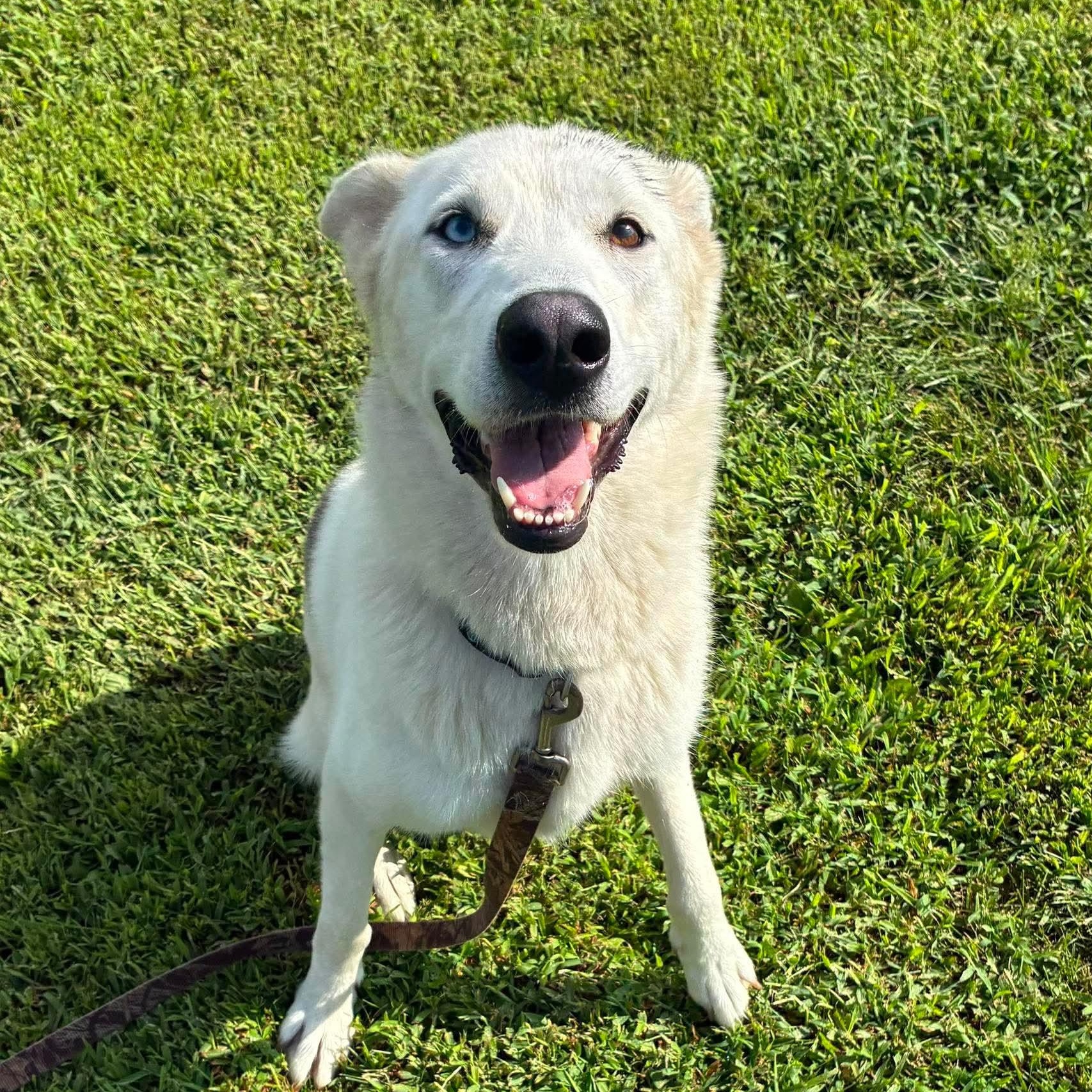 Enlarge Angel, a Adoptable mixed breed in Petersburg, IL image 3/6