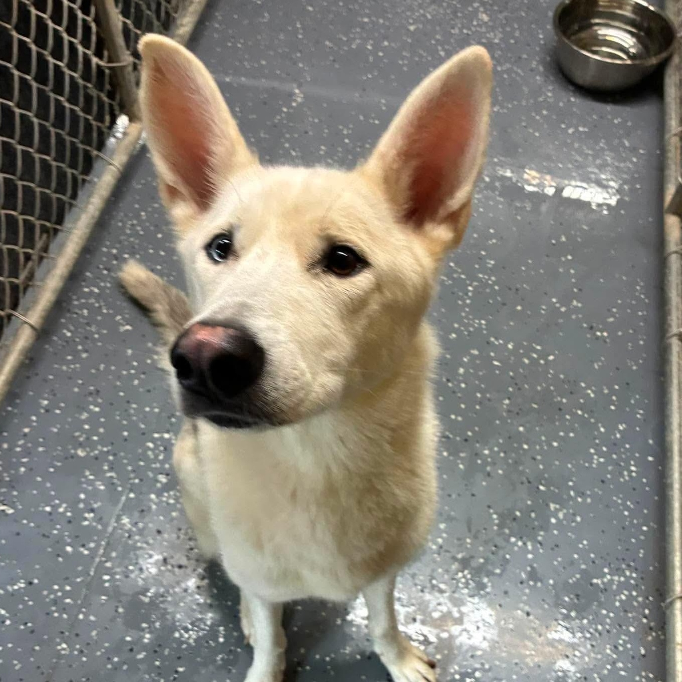 Enlarge Angel, a Adoptable mixed breed in Petersburg, IL image 5/6