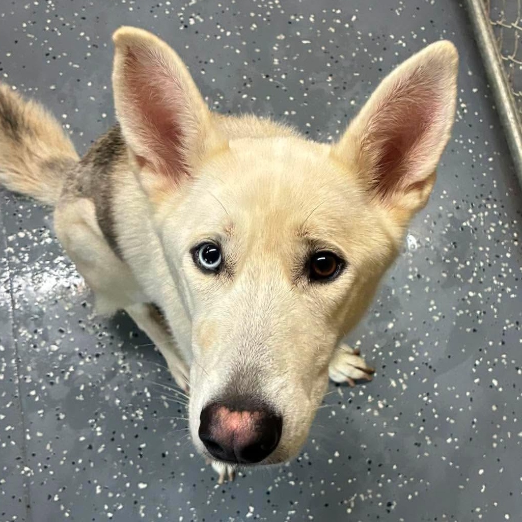 Angel, Adoptable, Adult Female German Shepherd Dog & Siberian Husky.