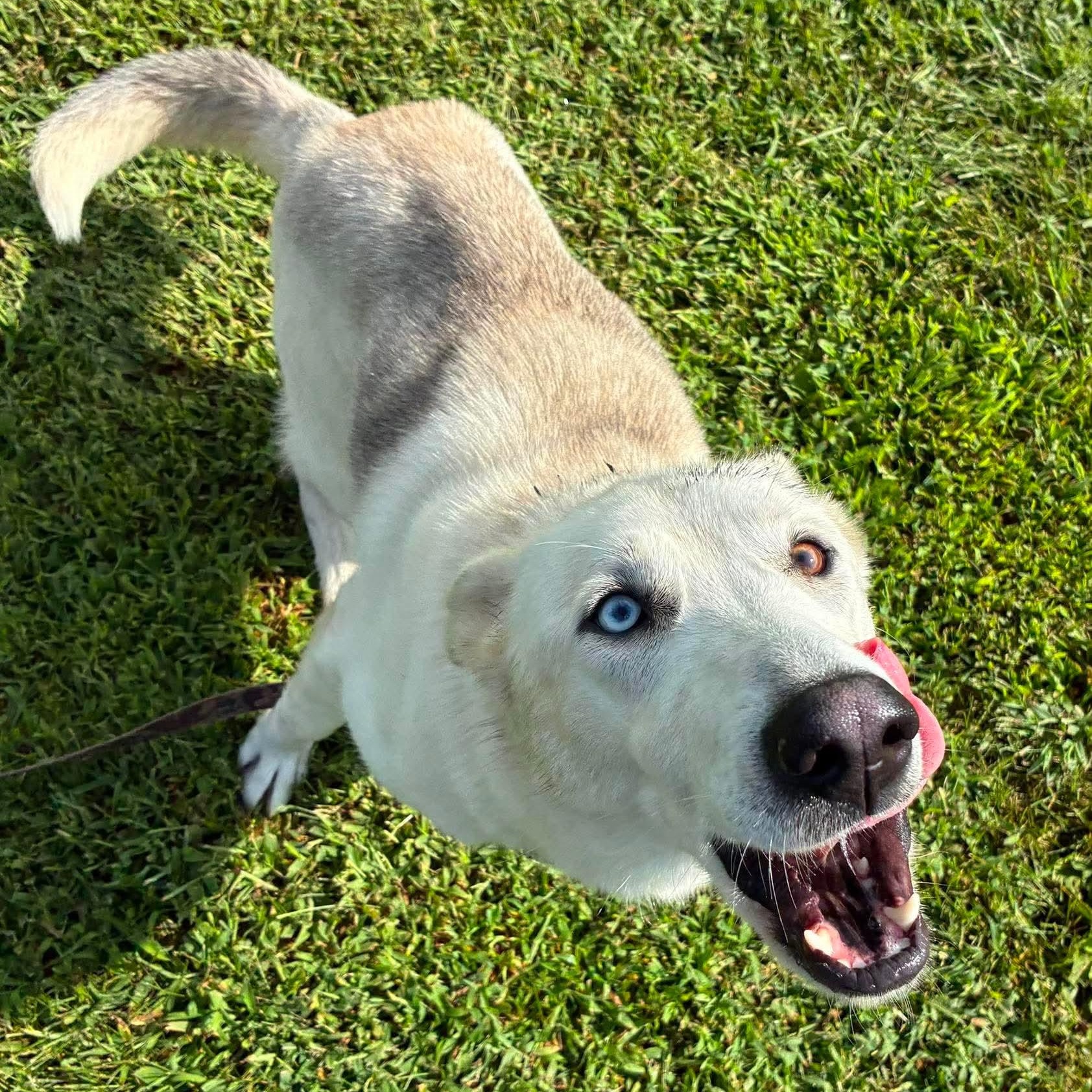 Enlarge Angel, a Adoptable mixed breed in Petersburg, IL image 2/6