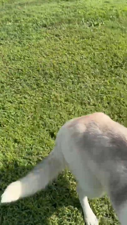Enlarge Angel, a Adoptable mixed breed in Petersburg, IL video 6/6