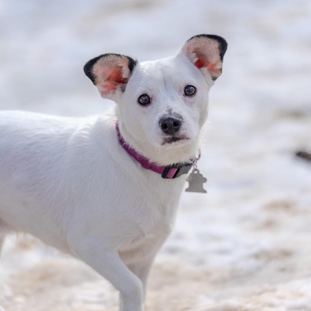 Londyn, Adoptable, Adult Female Terrier & Dachshund.