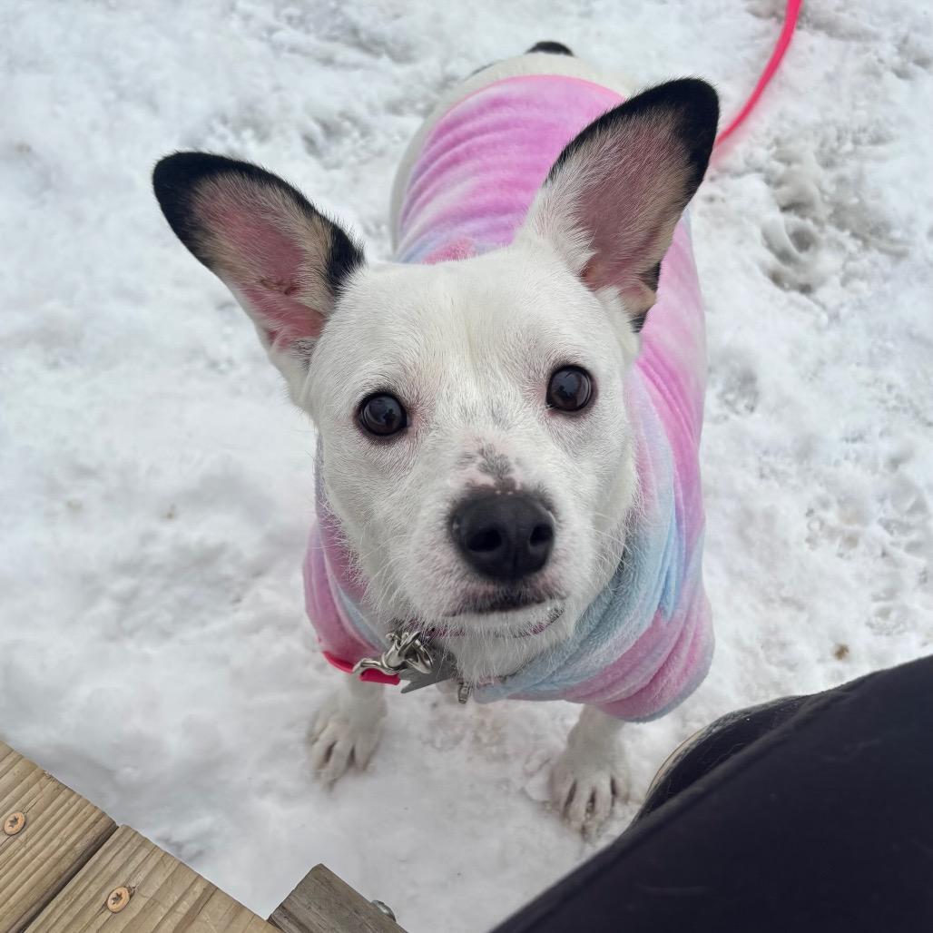 Enlarge Londyn, a Adoptable mixed breed in Pawling, NY image 3/6