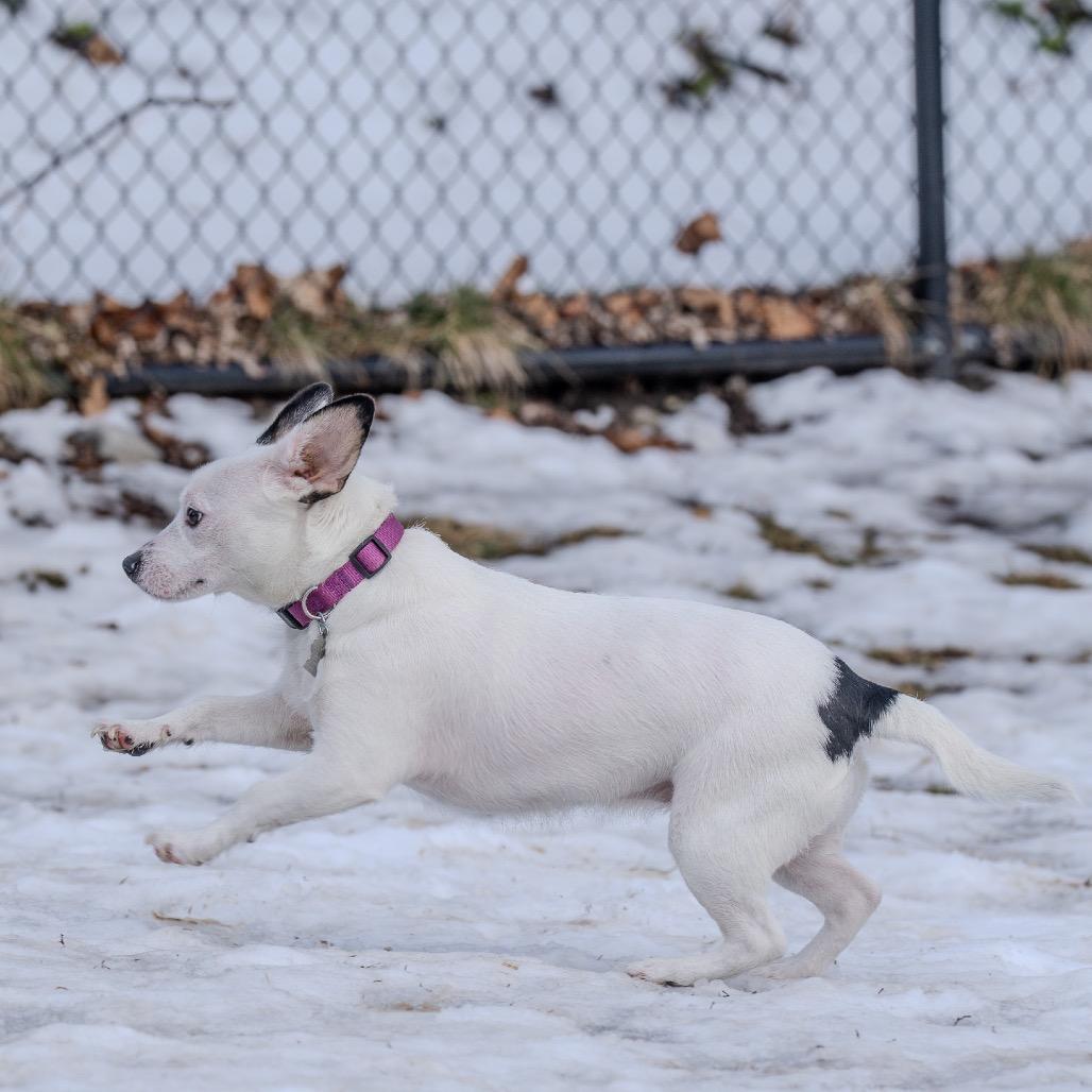 Enlarge Londyn, a Adoptable mixed breed in Pawling, NY image 6/6