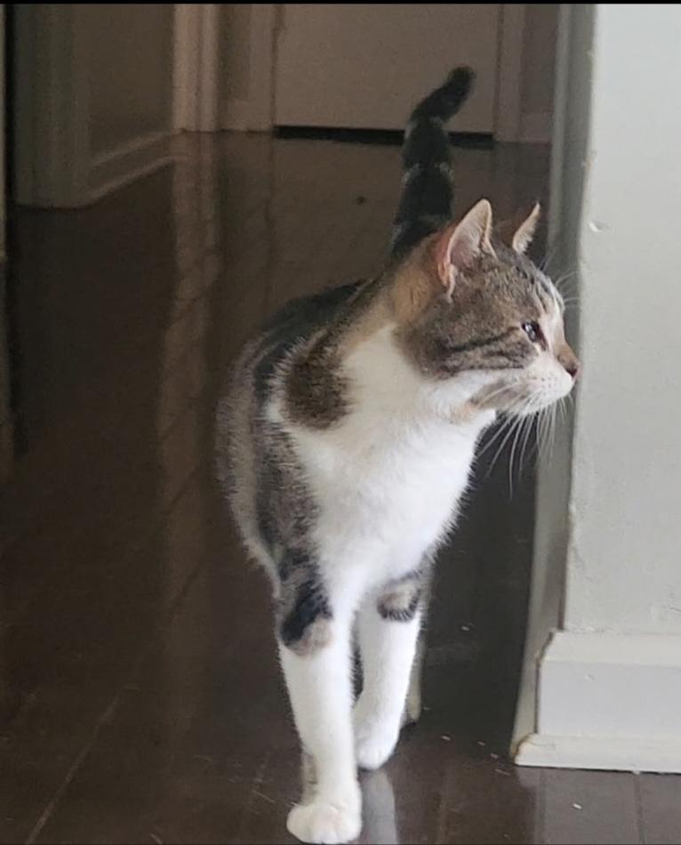 Sherriff, Adoptable, Adult Male Domestic Short Hair.