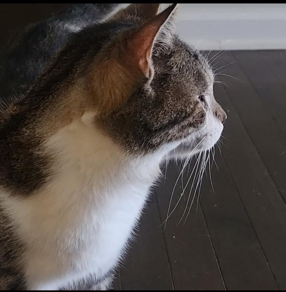 Enlarge Sherriff, a Adoptable Domestic Short Hair in Murfreesboro, TN image 2/3