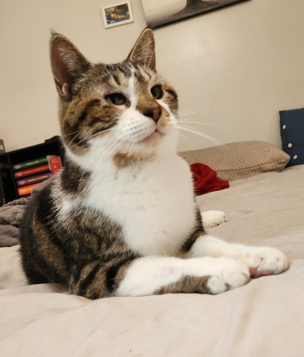 Enlarge Sherriff, a Adoptable Domestic Short Hair in Murfreesboro, TN image 3/3