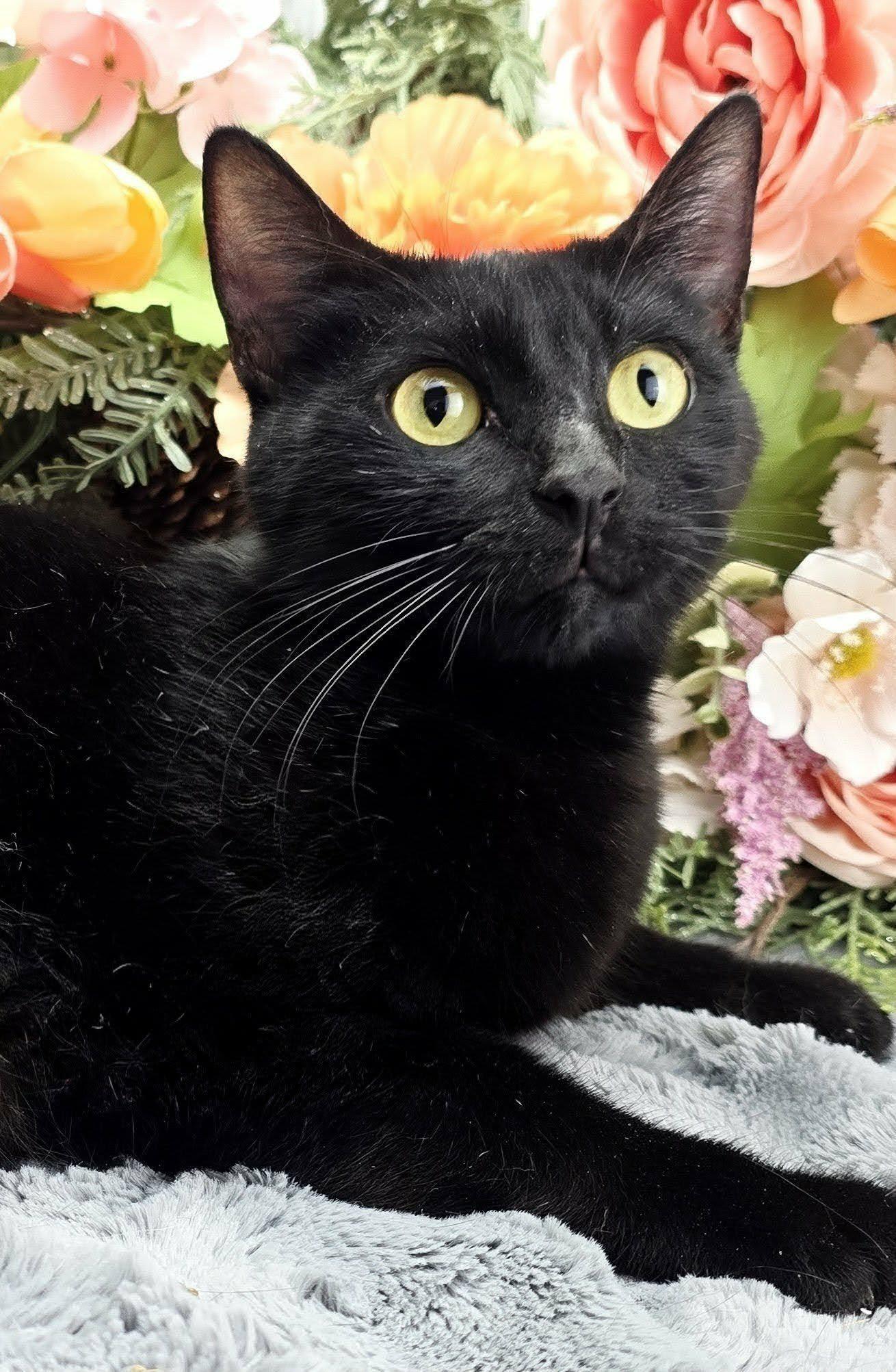 Farrah, Adoptable, Young Female Domestic Short Hair.