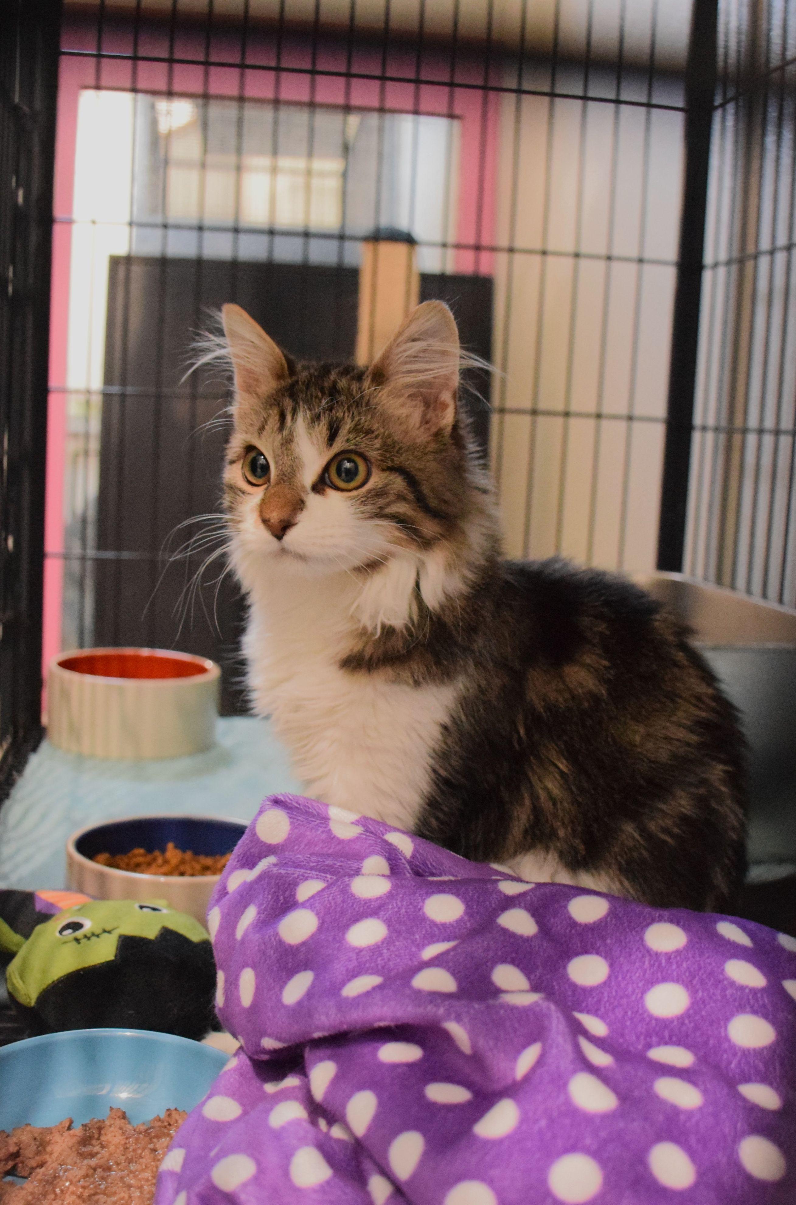 Jeffery, ADOPTABLE, Young Male Tabby.