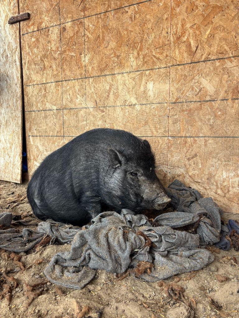 Winston, Adoptable, Adult Male Pig.