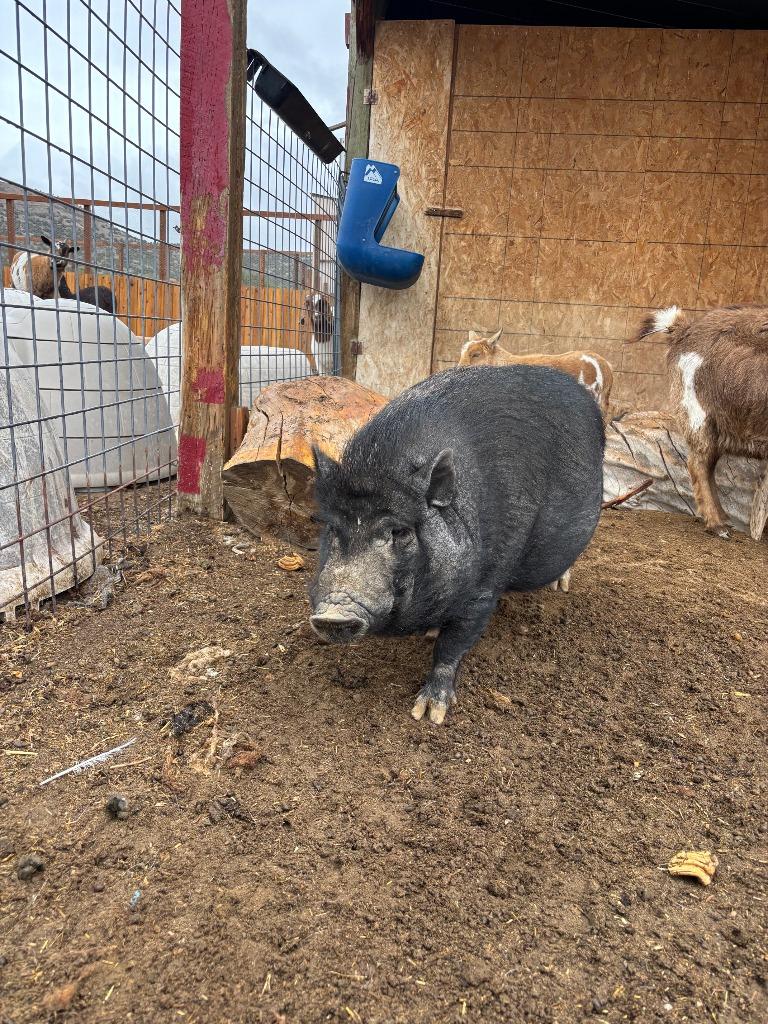 Winston, a Adoptable Pig in Eagle Mountain, UT image 2/3