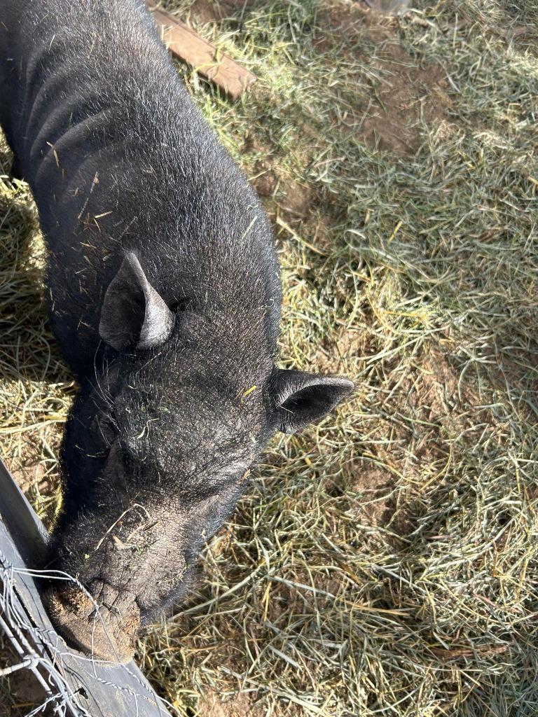 Enlarge Winston, a Adoptable Pig in Eagle Mountain, UT image 1/1