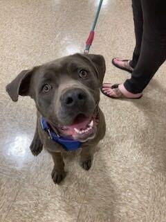 Enlarge Mixel, a Adoptable mixed breed in Silver Spring, MD image 1/3