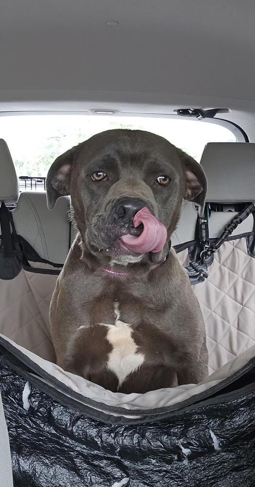 Enlarge Mixel, a Adoptable mixed breed in Silver Spring, MD image 2/3
